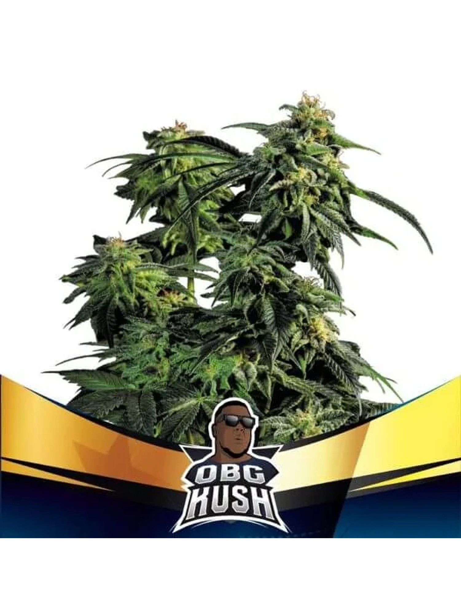 Obg Kush Fast Version Fem -Bsf (X4/X2) 2
