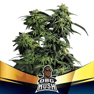 Obg Kush Fast Version Fem X4-Bsf