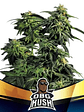 Obg Kush Fast Version Fem X4-Bsf - Miniatura 2