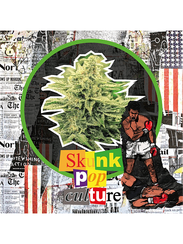 Skunk Pop Culture Auto X4-Delirium Seeds 3
