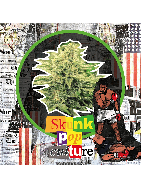 Skunk Pop Culture Auto X4-Delirium Seeds 3