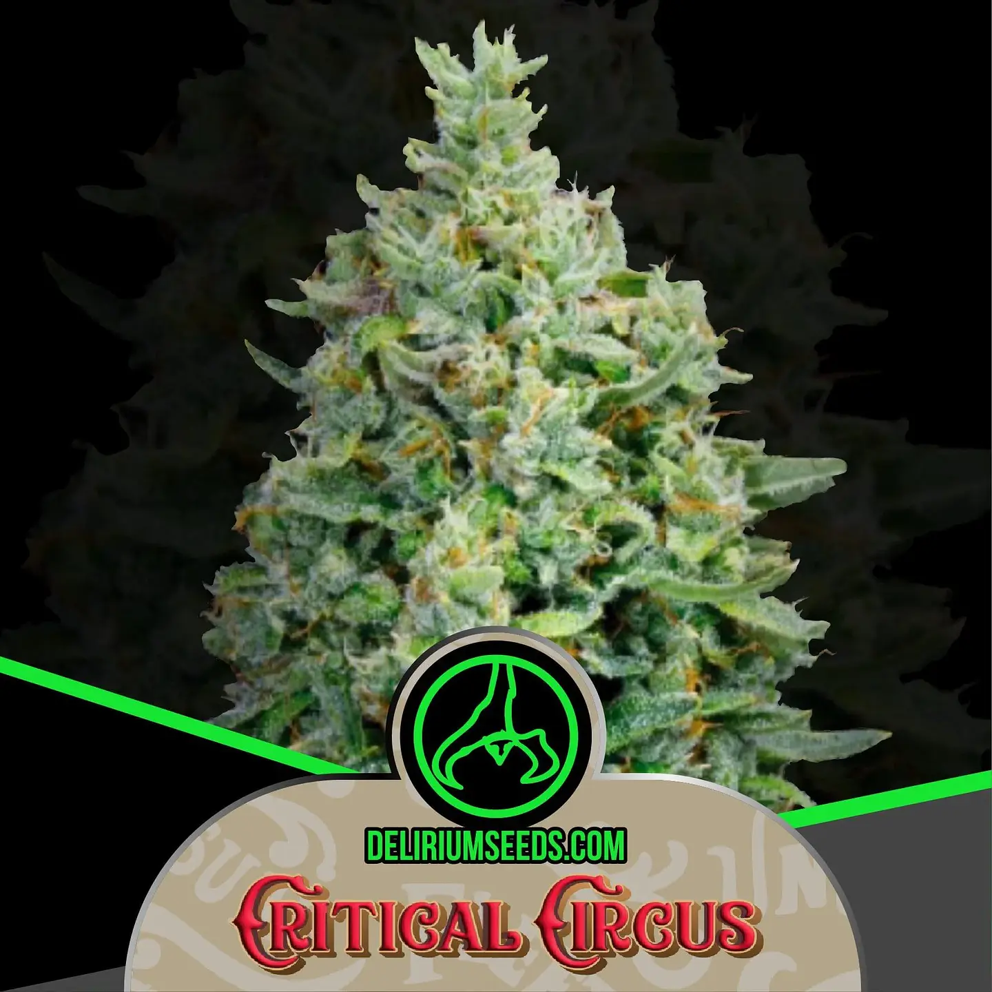 Critical Circus Auto -Delirium Seeds (X4/X2/X1) 2