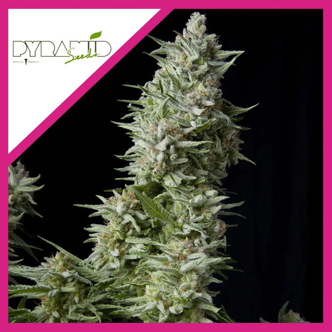 Alpujarreña Fem -Pyramid Seeds (X5+2/X3+1/X1) 2