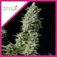 Alpujarreña Fem -Pyramid Seeds (X5+2/X3+1/X1) - Miniatura 2