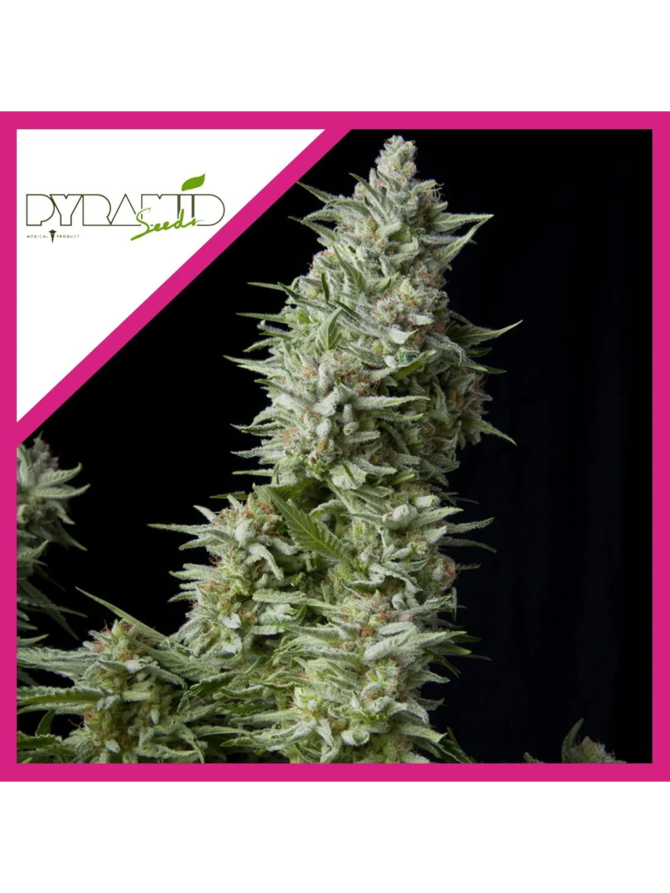 Alpujarreña Fem -Pyramid Seeds (X5+2/X3+1/X1) 3