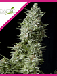 Alpujarreña  Fem X5+2-Pyramid Seeds - Miniatura 3