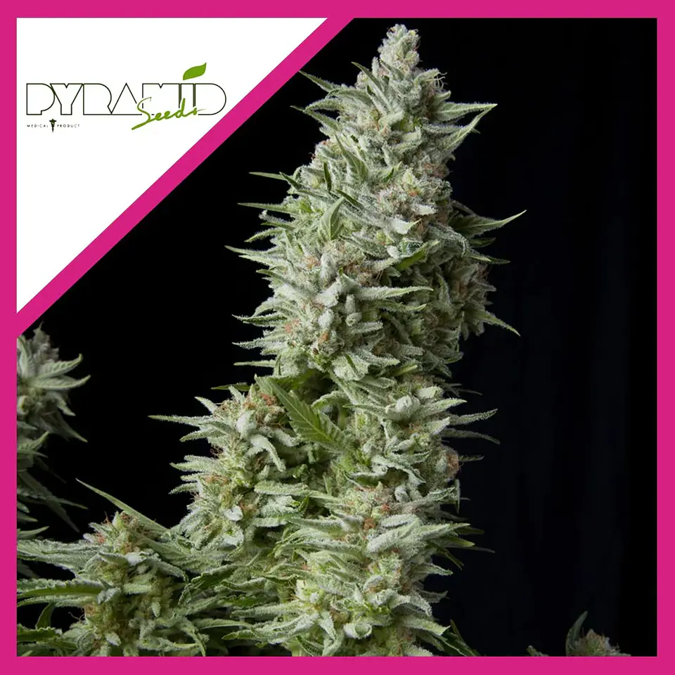 Alpujarreña Fem -Pyramid Seeds (X5+2/X3+1/X1) 3