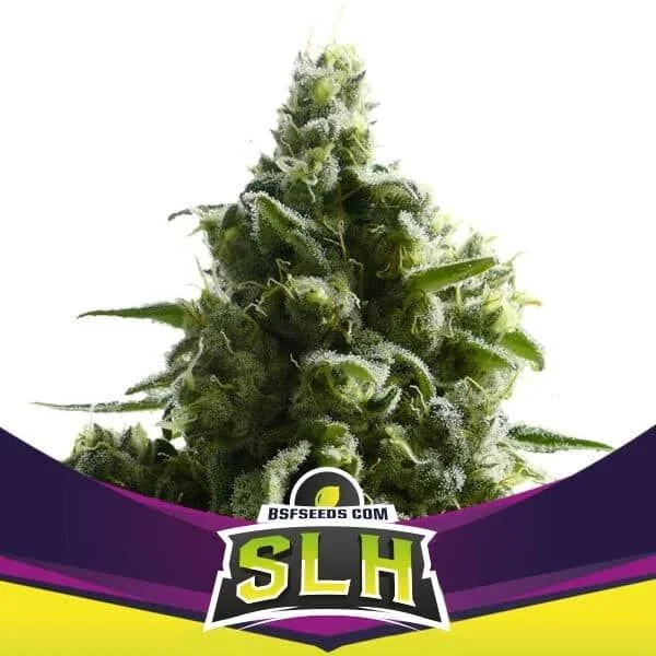 Super Lemon Haze Fem -Bsf (X4/X2) 3