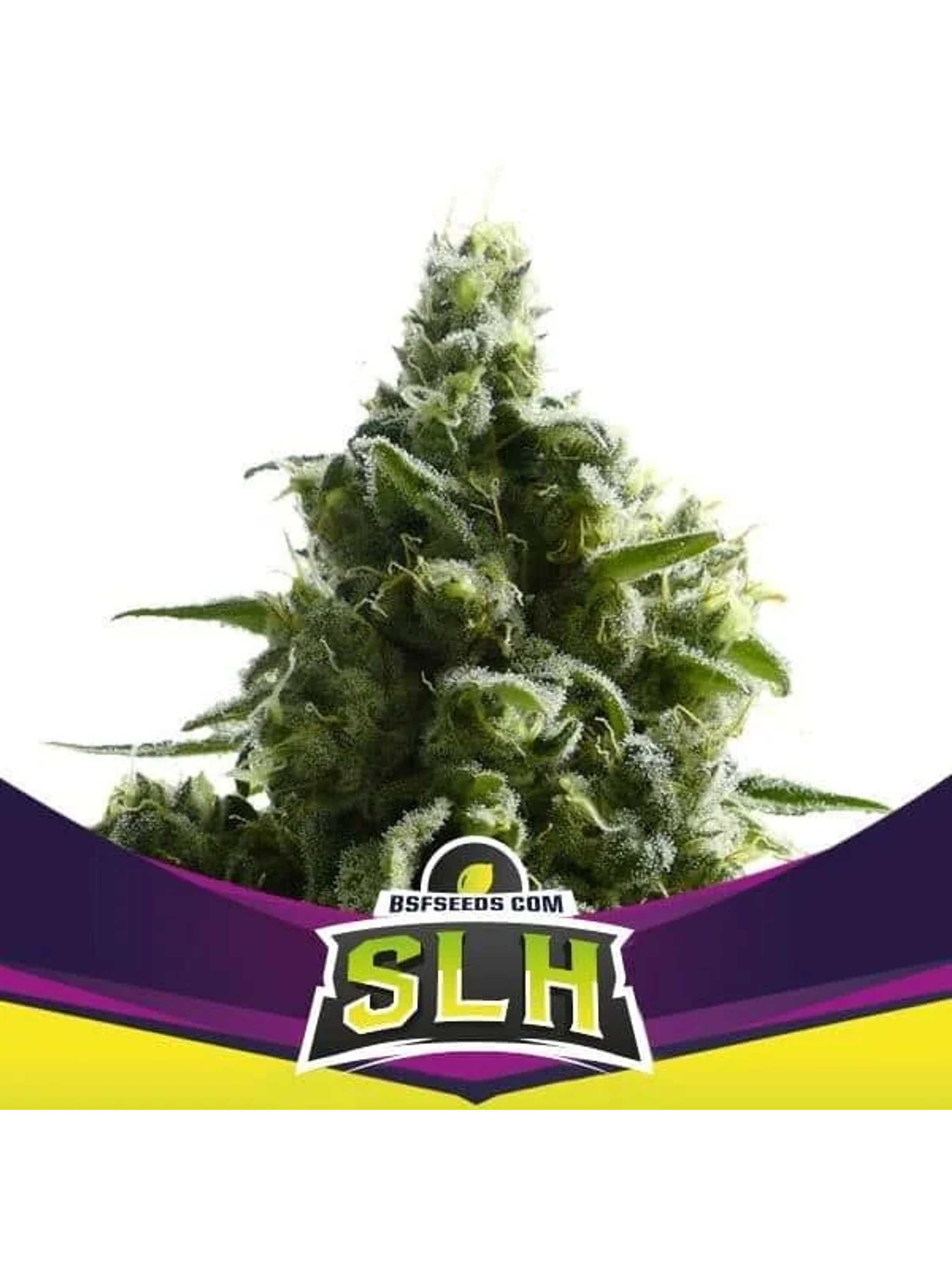 Super Lemon Haze Fem -Bsf (X4/X2) 3