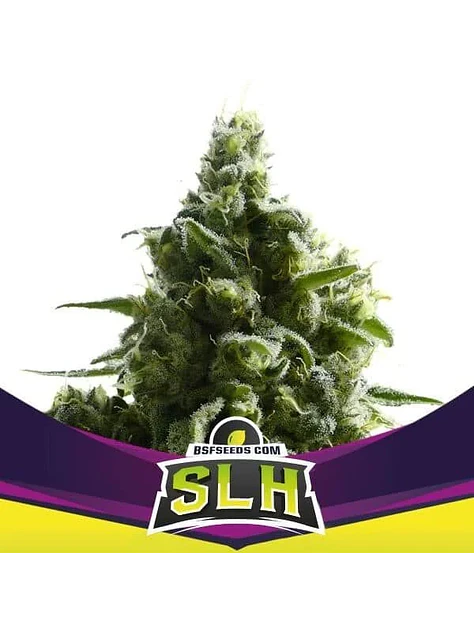Super Lemon Haze Fem -Bsf (X4/X2) 3