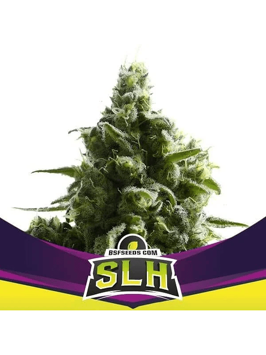 Super Lemon Haze  Fem X4 -Bsf 3