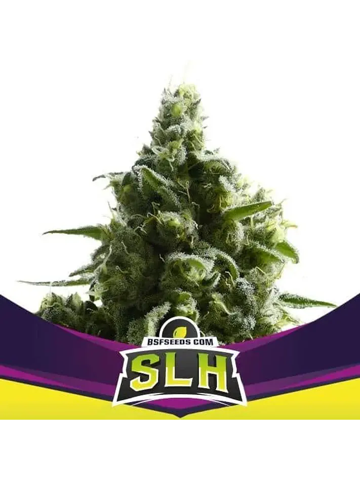 Super Lemon Haze Fem -Bsf (X4/X2) 3