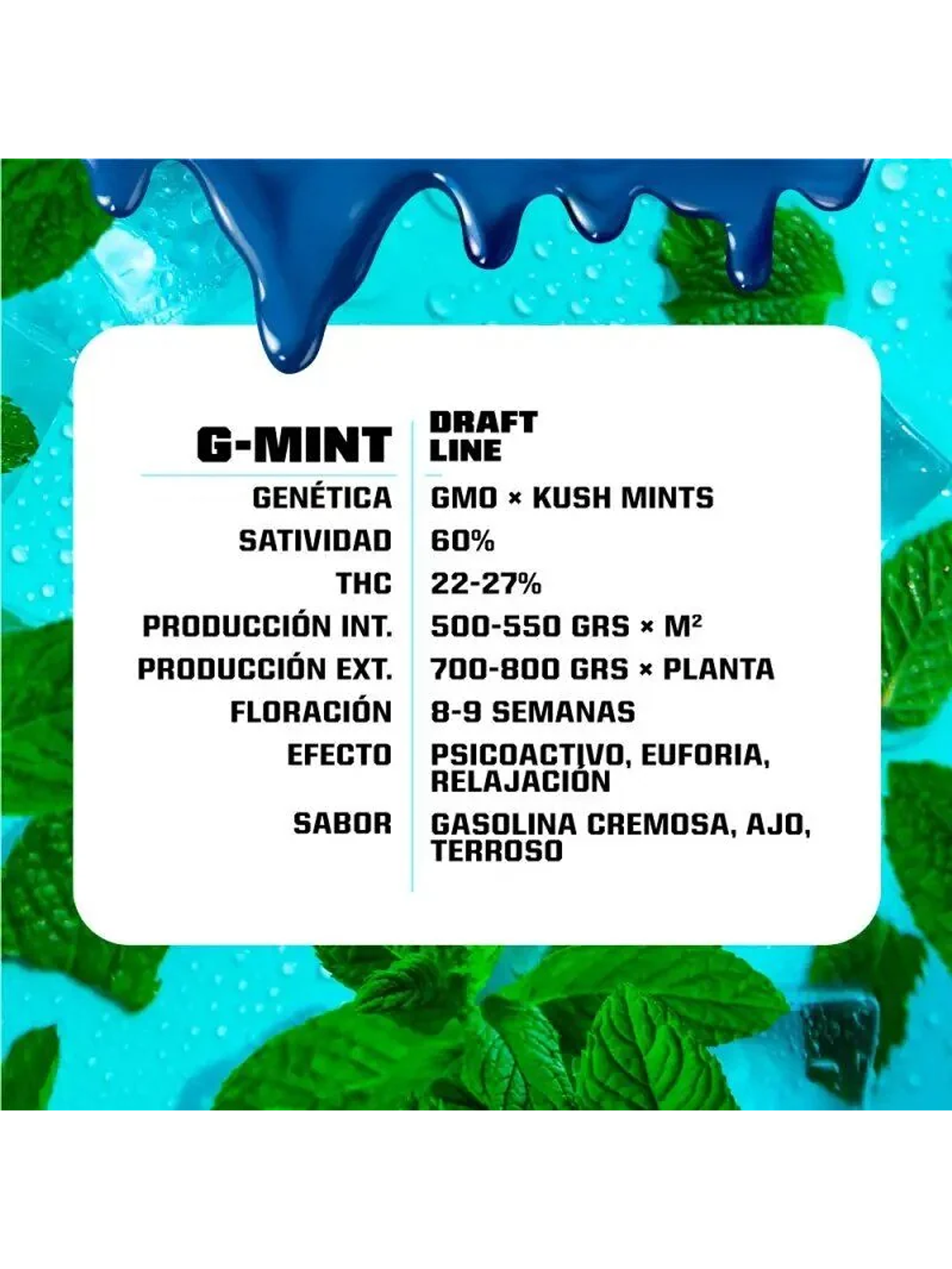 G-Mint Fem -Bsf (X12/X7/X4/X2) 5