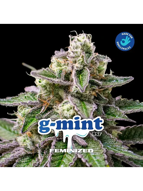 G-Mint Fem -Bsf (X12/X7/X4/X2) 6