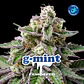 G-Mint Fem -Bsf (X12/X7/X4/X2) - Miniatura 6