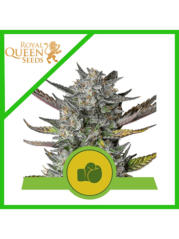 Purple Punch Usa Premium Auto -Royal Queen (X10/X3/X1) 2