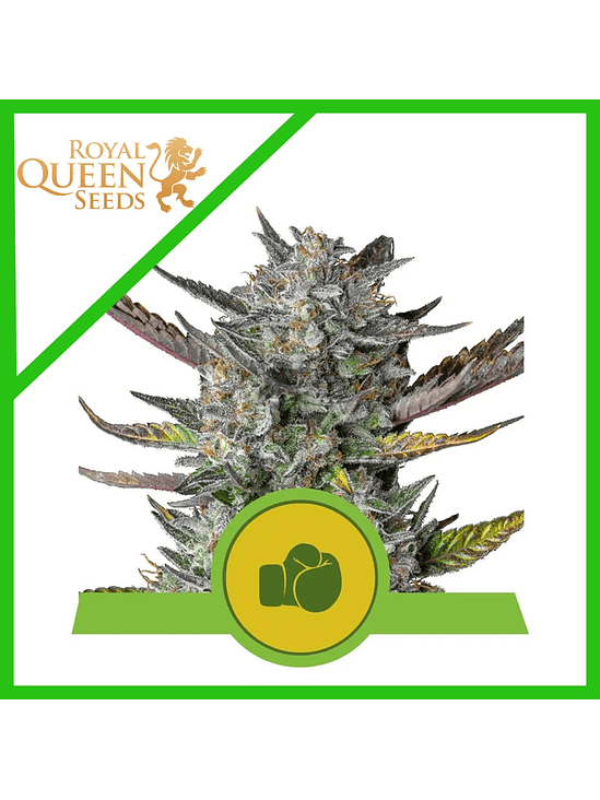 Purple Punch Usa Premium Auto -Royal Queen (X10/X3/X1) 2