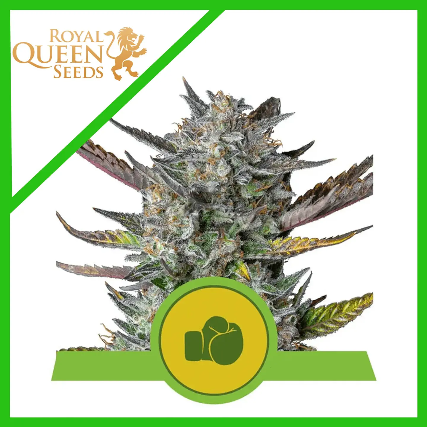 Purple Punch Usa Premium Auto -Royal Queen (X10/X3/X1) 2