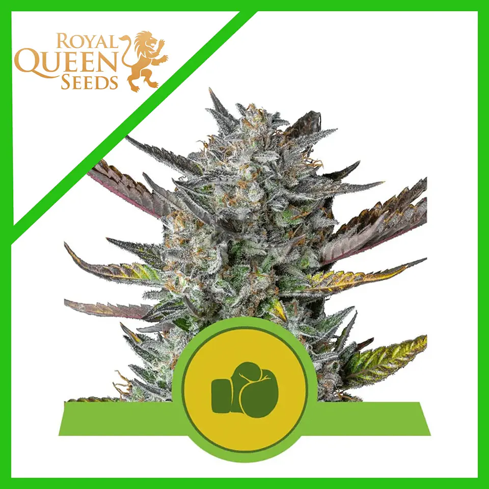 Purple Punch Usa Premium Auto -Royal Queen (X10/X3/X1) 2