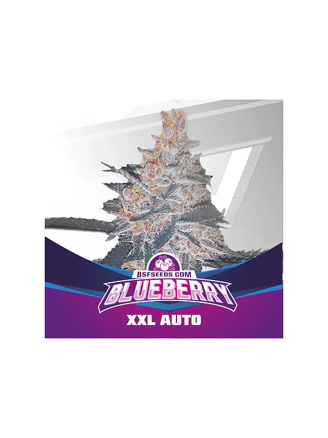 Blue Berry Auto -Bsf (X12/X7/X4/X2) 2