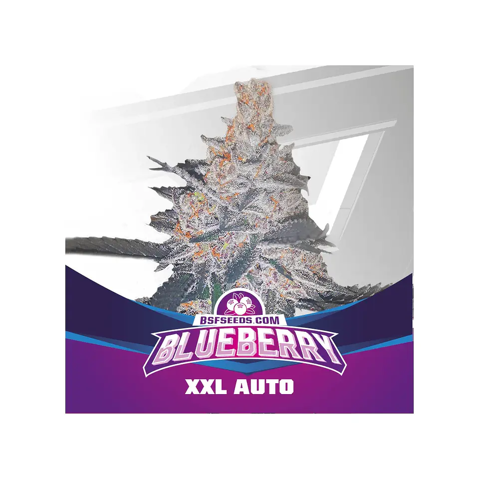 Blue Berry Auto -Bsf (X12/X7/X4/X2) 2