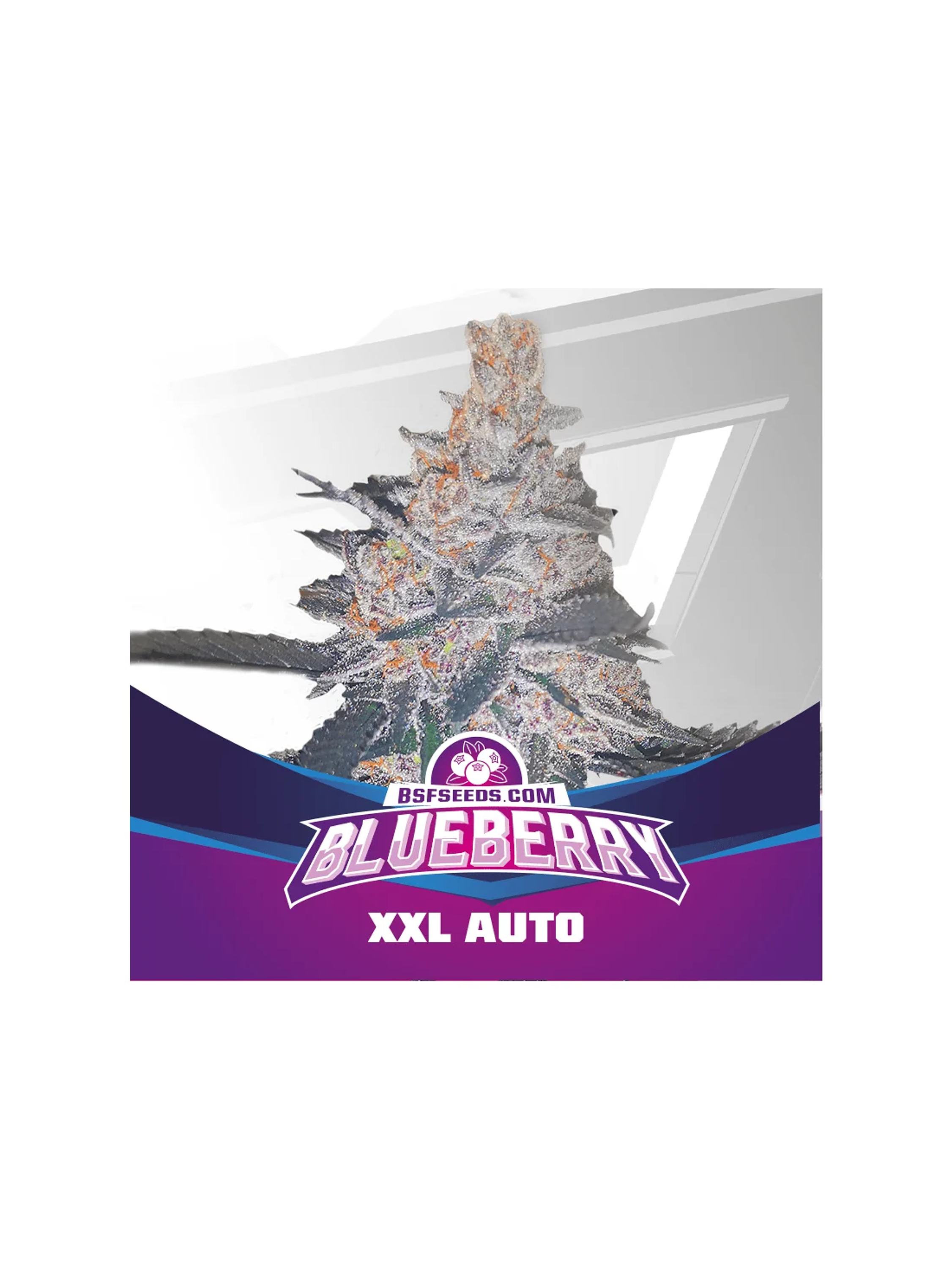 Blue Berry Auto -Bsf (X12/X7/X4/X2) 5