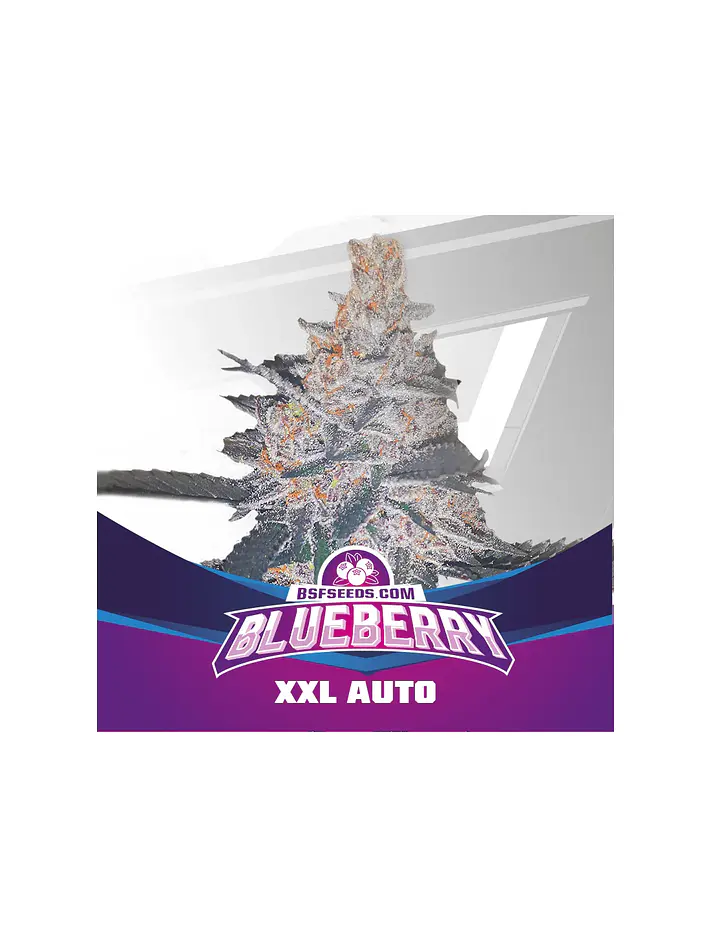 Blue Berry Auto -Bsf (X12/X7/X4/X2) 5