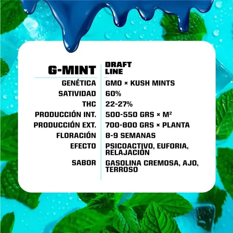 G-Mint Fem -Bsf (X12/X7/X4/X2) 13