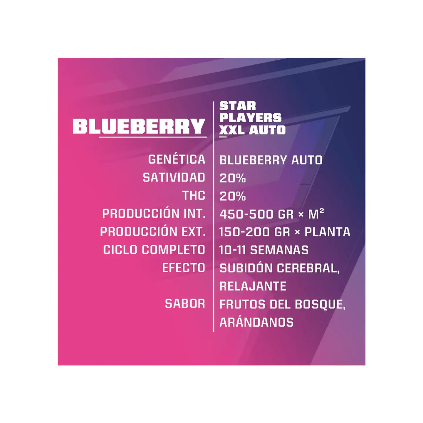 Blue Berry Auto -Bsf (X12/X7/X4/X2) 4