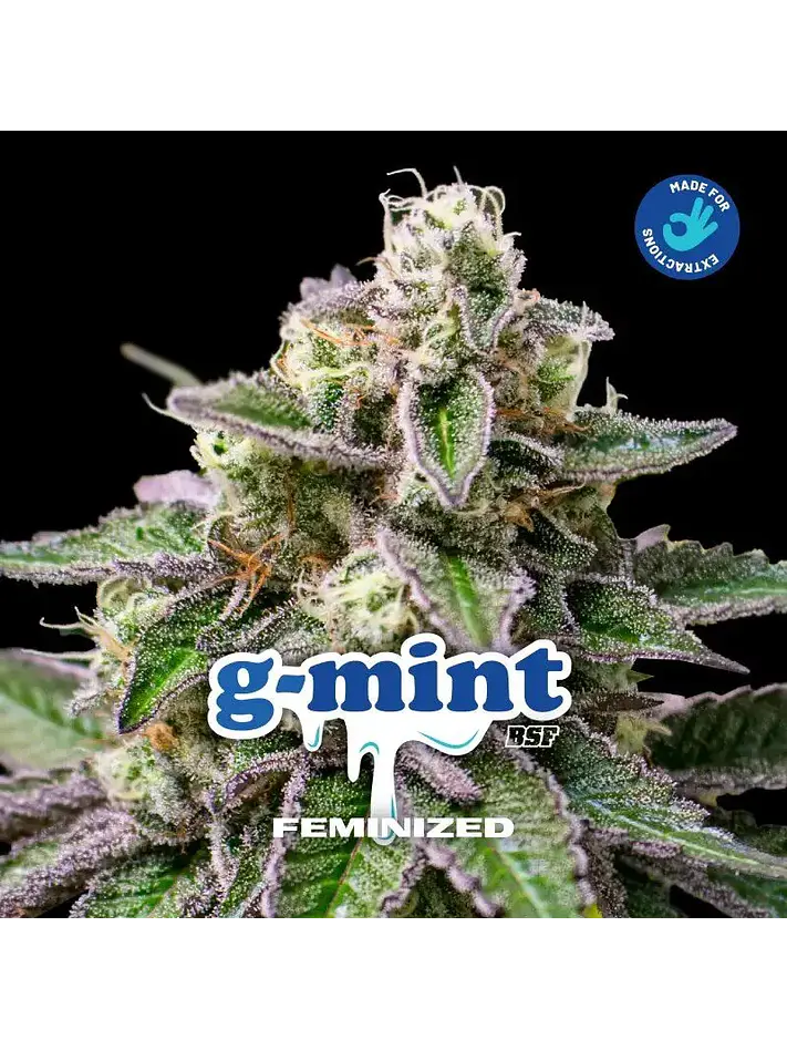 G-Mint Fem -Bsf (X12/X7/X4/X2) 14
