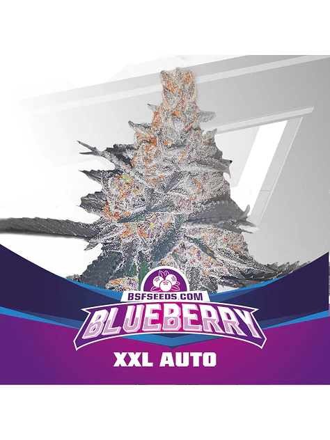 Blue Berry Auto -Bsf (X12/X7/X4/X2) 7