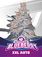 Blue Berry Auto  X12-Bsf - Miniatura 7