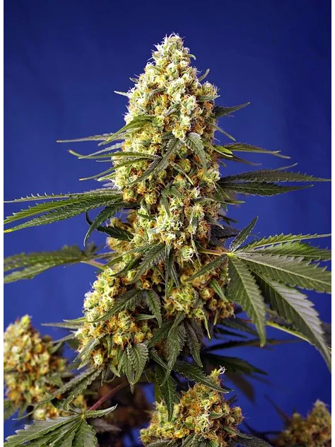 Strawberry Banana Gelato Xl Auto -Sweet Seeds (X25/X5+2/X3+1) 2