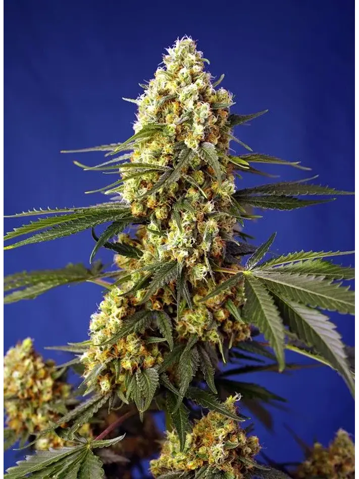 Strawberry Banana Gelato Xl Auto -Sweet Seeds (X25/X5+2/X3+1) 2