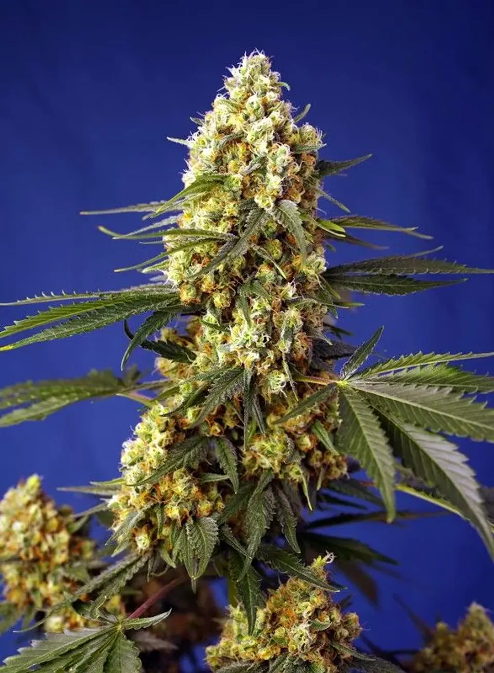 Strawberry Banana Gelato Xl Auto -Sweet Seeds (X25/X5+2/X3+1) 2