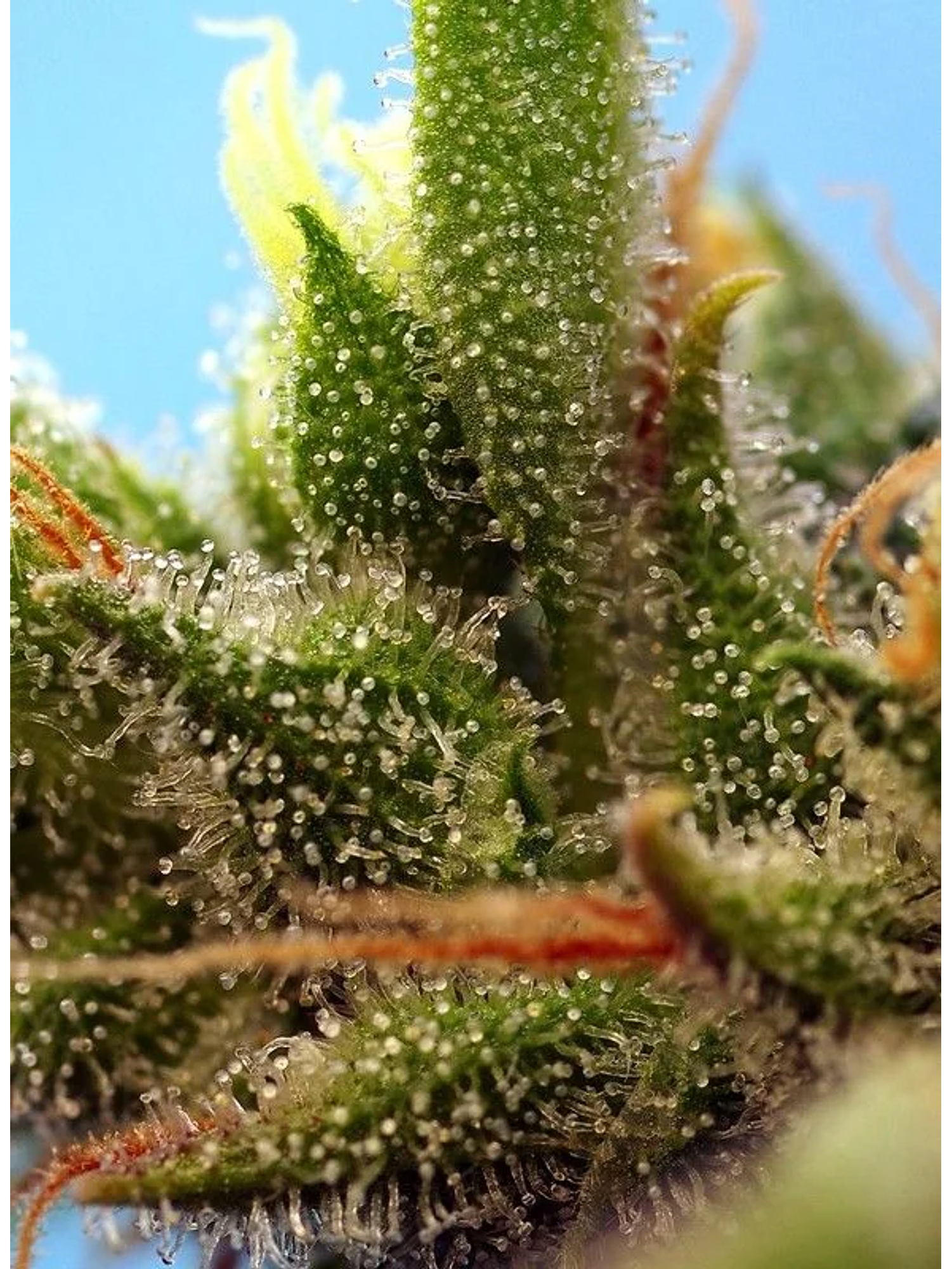 Strawberry Banana Gelato Xl Auto -Sweet Seeds (X25/X5+2/X3+1) 3