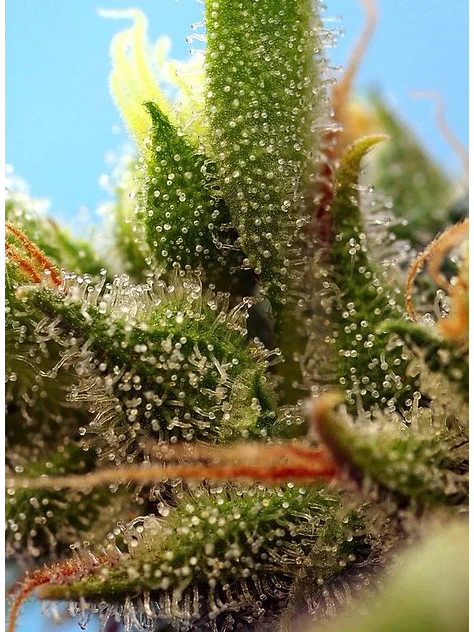 Strawberry Banana Gelato Xl Auto -Sweet Seeds (X25/X5+2/X3+1) 3