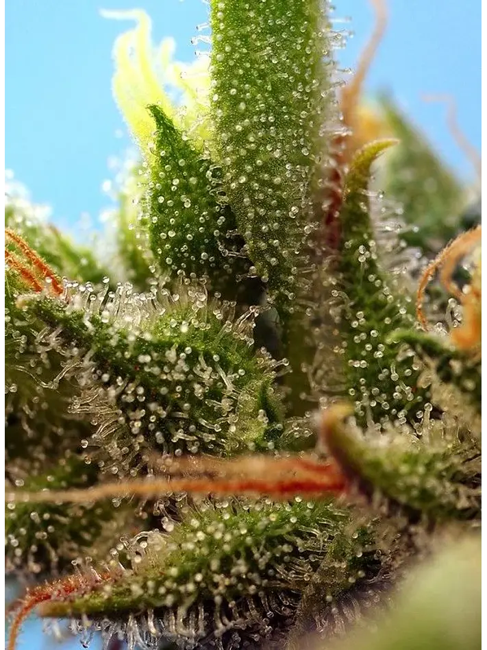 Strawberry Banana Gelato Xl Auto -Sweet Seeds (X25/X5+2/X3+1) 3