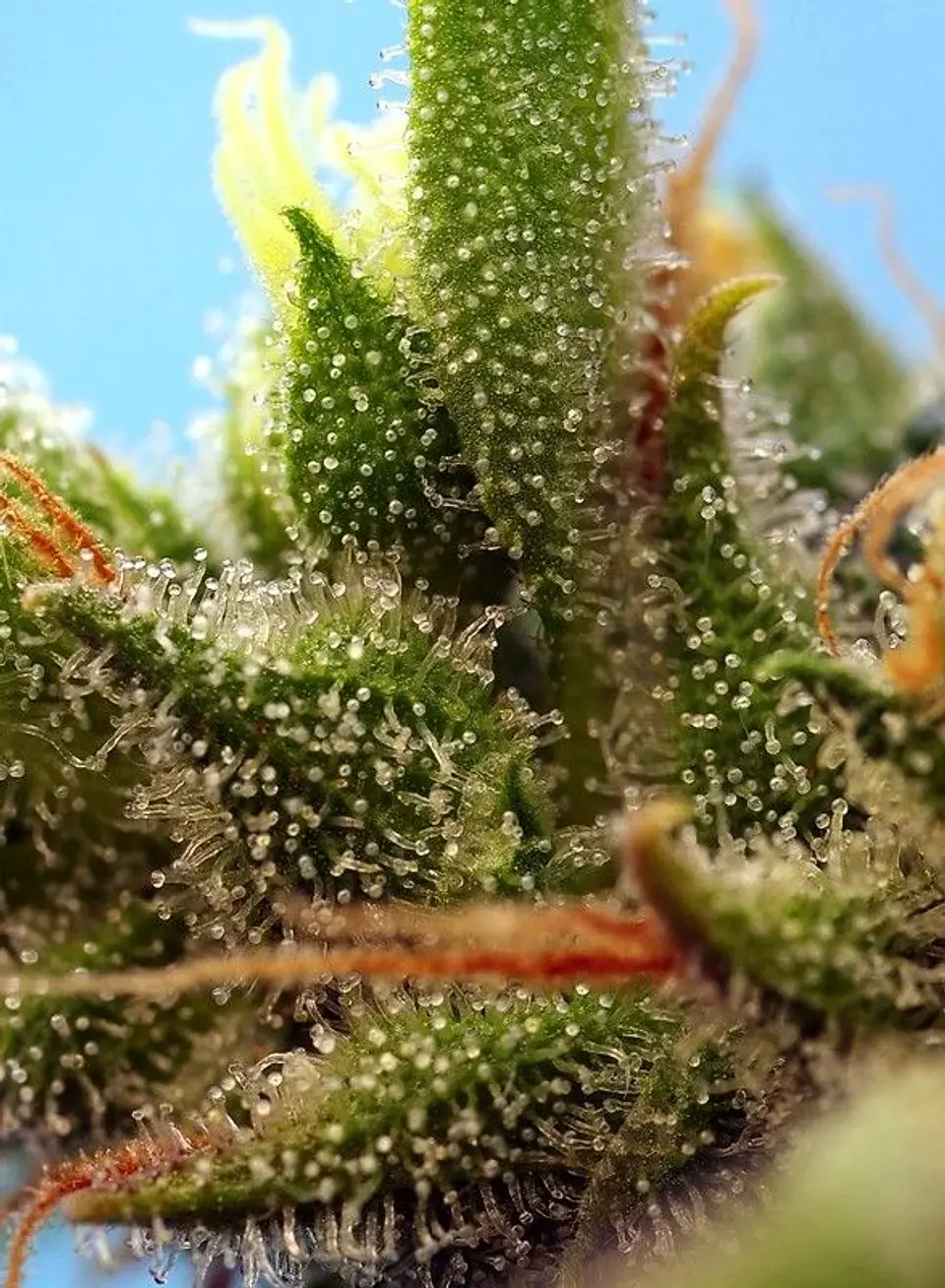 Strawberry Banana Gelato Xl Auto -Sweet Seeds (X25/X5+2/X3+1) 3