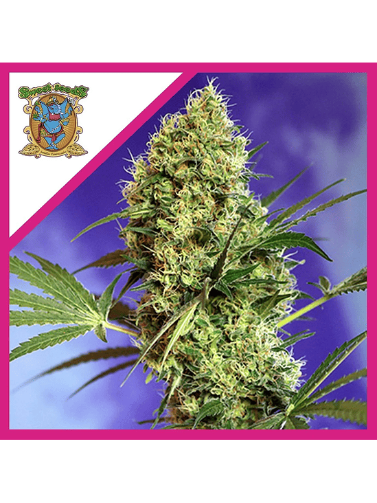 Big Devil F1 Fem X100-Sweet Seeds 3