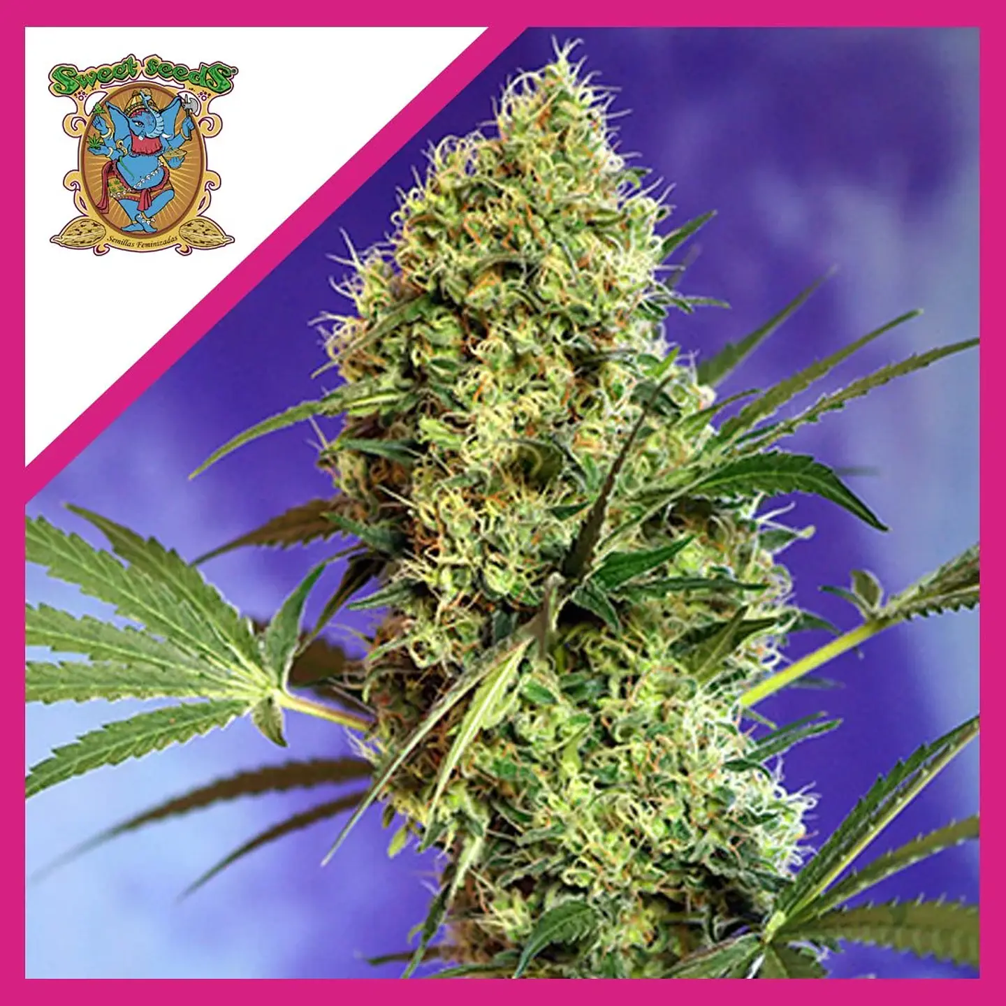 Big Devil F1 Fem -Sweet Seeds (X100/X25/X3+1) 2