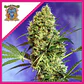 Big Devil F1 Fem -Sweet Seeds (X100/X25/X3+1) - Miniatura 2