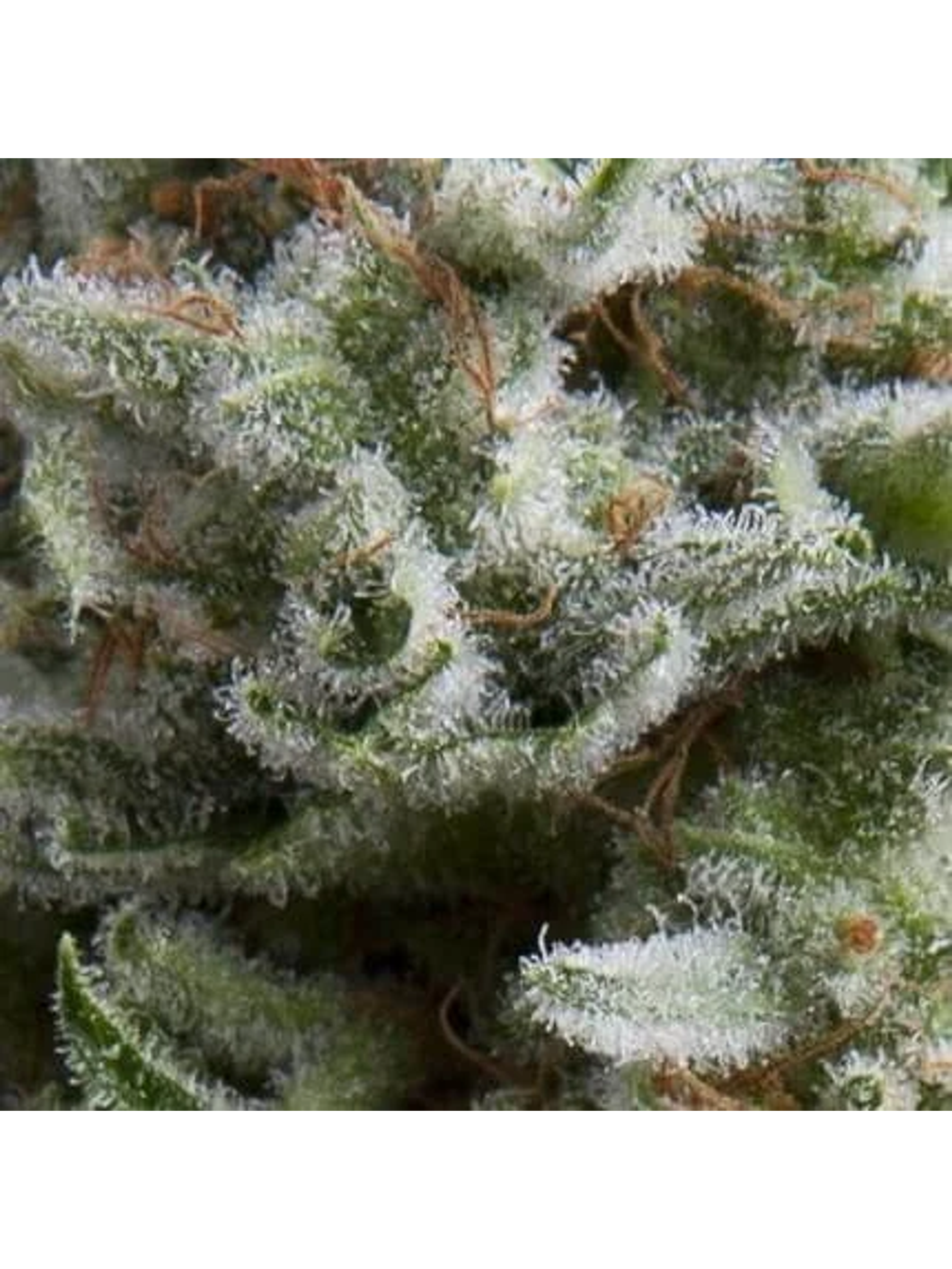 Anesthesia Auto -Pyramid Seeds (X5+2/X3+1) 2