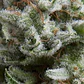 Anesthesia Auto -Pyramid Seeds (X5+2/X3+1) - Miniatura 2