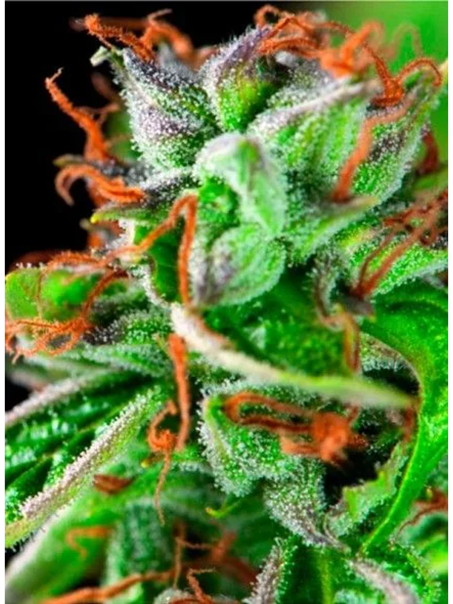 Double Og Haze Fem -Pyramid Seeds (X5+2/X3+1) 2