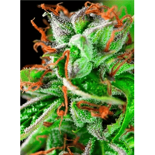 Double Og Haze  Fem X5+2-Pyramid Seeds