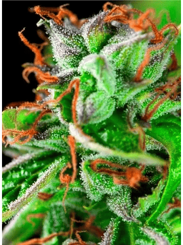 Double Og Haze  Fem X5+2-Pyramid Seeds 2