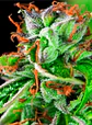 Double Og Haze Fem -Pyramid Seeds (X5+2/X3+1) - Miniatura 2