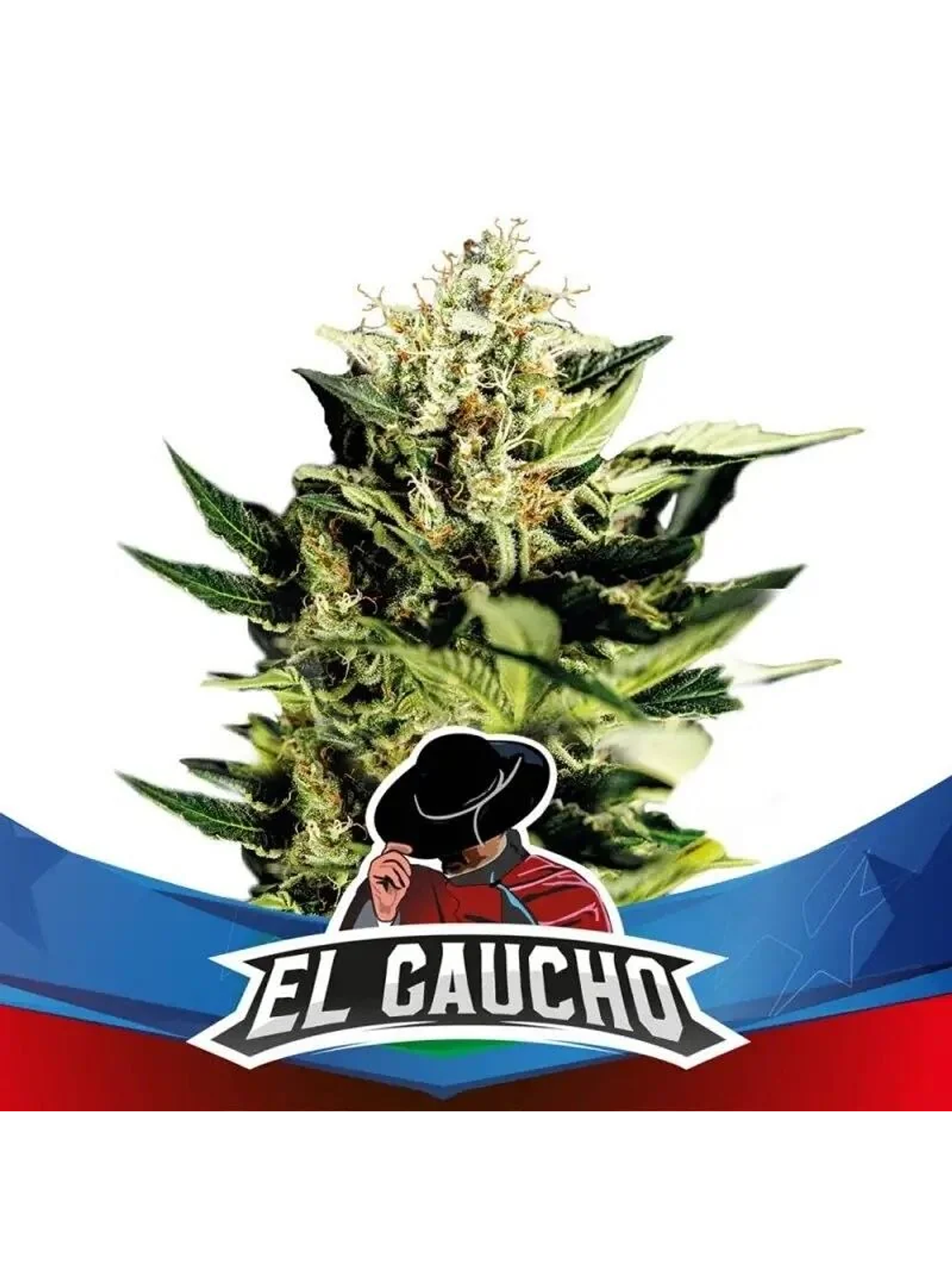 El Gaucho Faster Sp -Bsf (X4/X2) 2