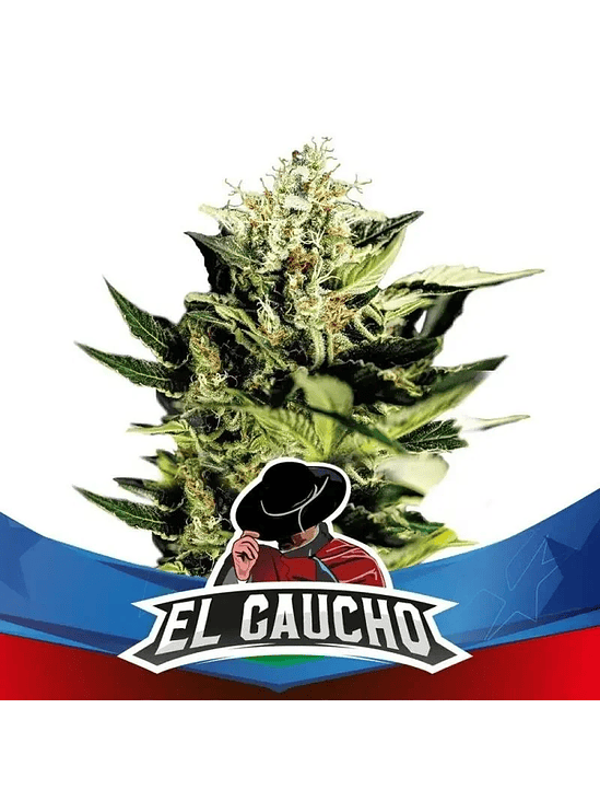 El Gaucho Faster Sp X4-Bsf 2